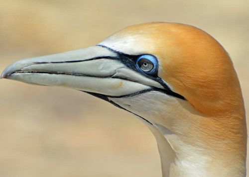 2026 13 Month Calendar A4 NZ Nature