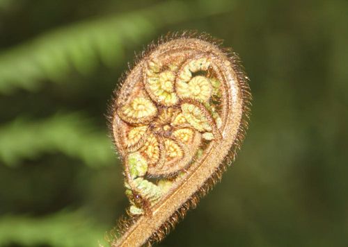 2026 13 Month Calendar A4 NZ Nature