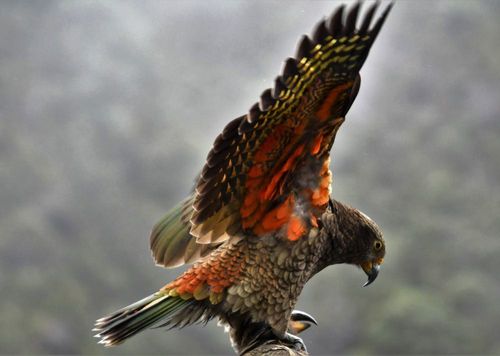 2026 13 Month Calendar A4 NZ Nature