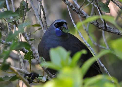 2026 13 Month Calendar A4 NZ Nature