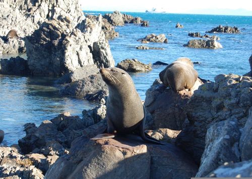 2026 13 Month Calendar A4 NZ Nature