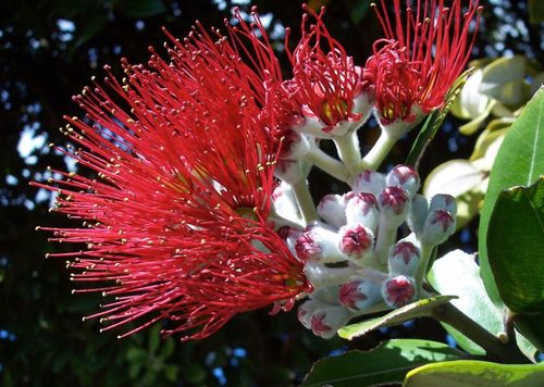 2026 13 Month Calendar A4 NZ Nature