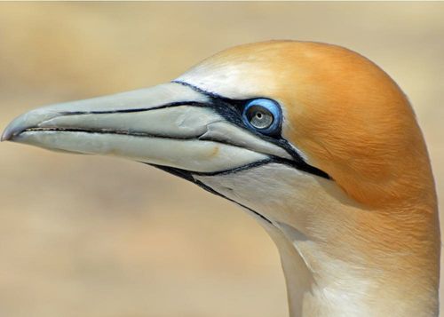 2026 13 Month Calendar A5 NZ Nature