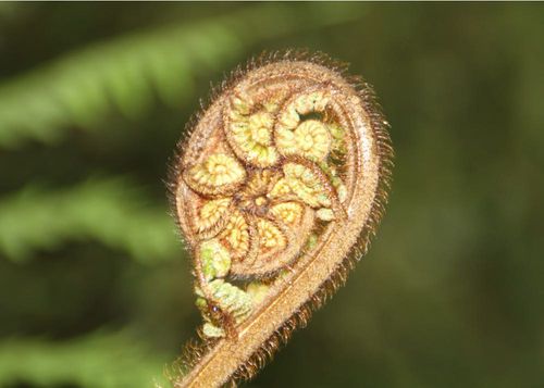 2026 13 Month Calendar A5 NZ Nature