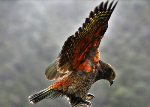 2026 13 Month Calendar A5 NZ Nature