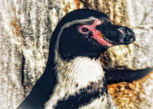 2026 13 Month Calendar A5 NZ Nature