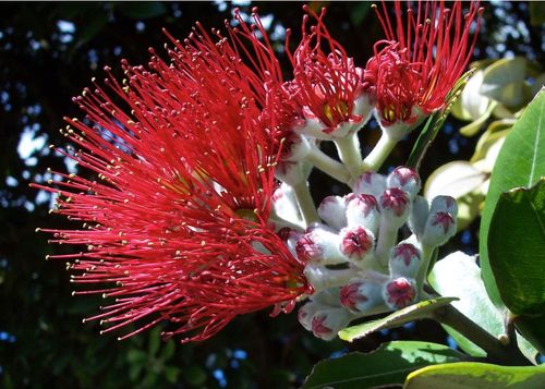 2026 13 Month Calendar A5 NZ Nature