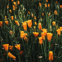 Photo Book Square 127mm V5