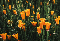 Photo Book Landscape 205 X 140mm V5